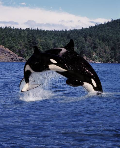 istock Killer Whale, orcinus orca, Mother and Calf Leaping, Canada 1256827704