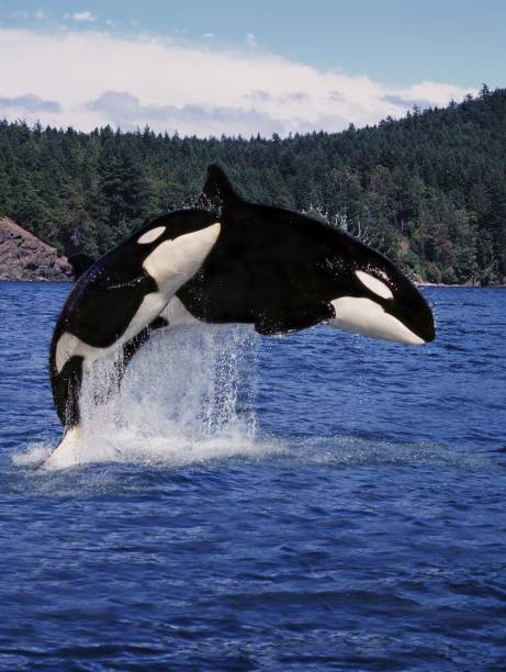 istock Killer Whale, orcinus orca, Mother and Calf Leaping, Canada 1256827708