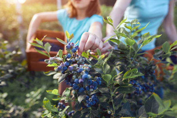 modern family picking blueberries on a organic farm - family business concept. - picking up imagens e fotografias de stock