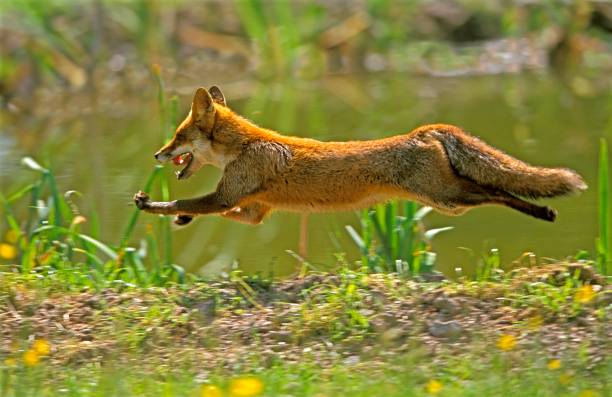 Wild Red Fox in the UK. British Wildlife Centre, Lingfield. They undertake rescue and breeding programmes for release into the wild.