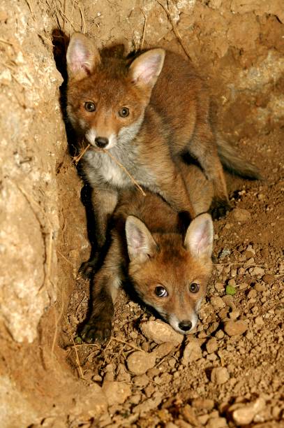 istock Red Fox, vulpes vulpes, Cub standing at Den Entrance, Normandy 1256827751
