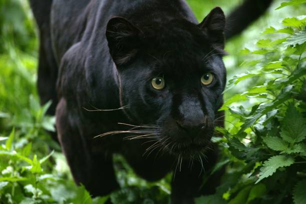 Black Panther, panthera pardus Black Panther, panthera pardus big cat photos stock pictures, royalty-free photos & images