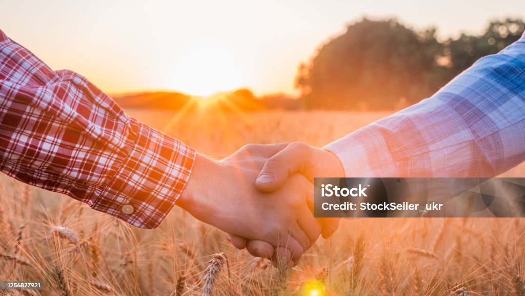 Two farmers shake hands against the background of a field of wheat at sunset Two farmers shake hands against the background of a field of wheat at sunset. Farmer Stock Photo