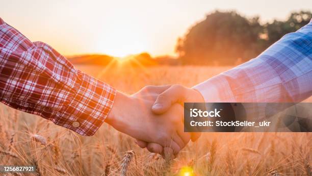 Two Farmers Shake Hands Against The Background Of A Field Of Wheat At Sunset Stock Photo - Download Image Now