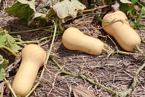 This is pre-harvest butternut squash.