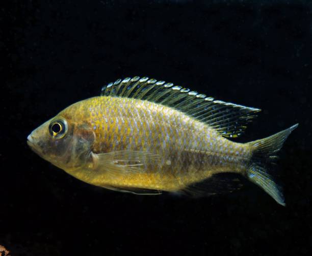 istock Haplochromis, haplochromis sp. 1256827966
