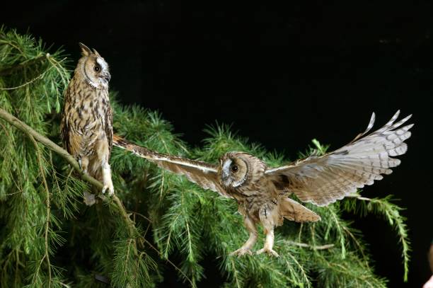 istock Long-Eared Owl, asio otus, in Flight, Normandy 1256827968