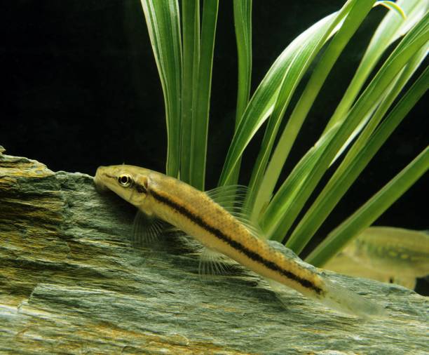 istock Siamese or Chinese Algae Eater, gyrinocheilus aymonieri 1256828013