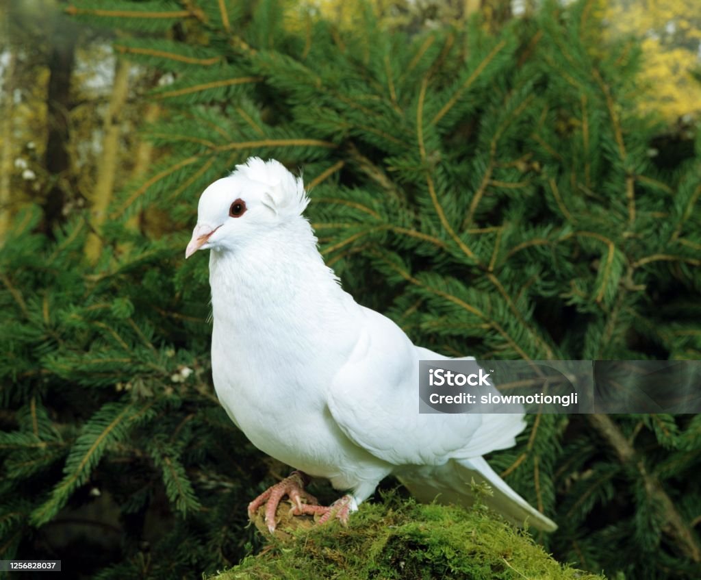 Montauban Pigeon Animal Stock Photo