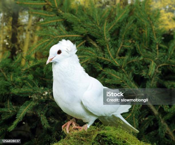 Montauban Pigeon Stock Photo - Download Image Now - Animal, Animal Wildlife, Bird