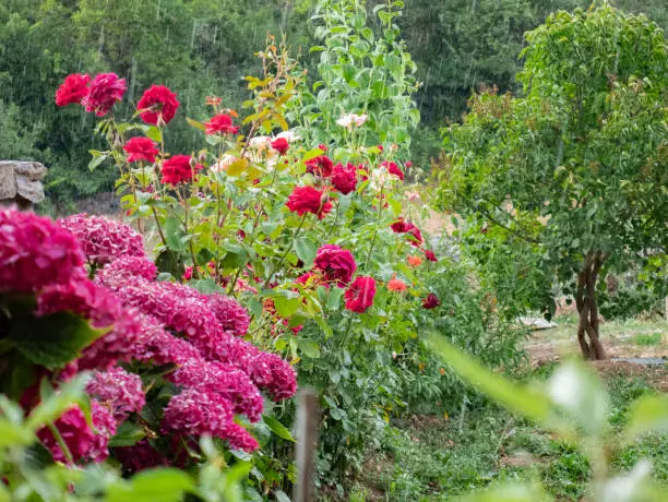 Garden with beautiful pink and hydrangea flowers during a rainy day with drops falling on green leaves
