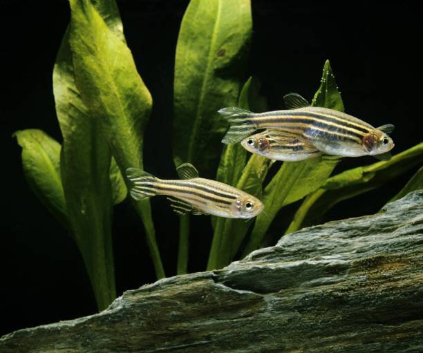 istock Zebrafish, brachydanio rerio 1256828118