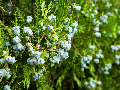 Macro view of the fruits of a common juniper Juniperus communis surrounded by green leaves forming a beautiful natural background