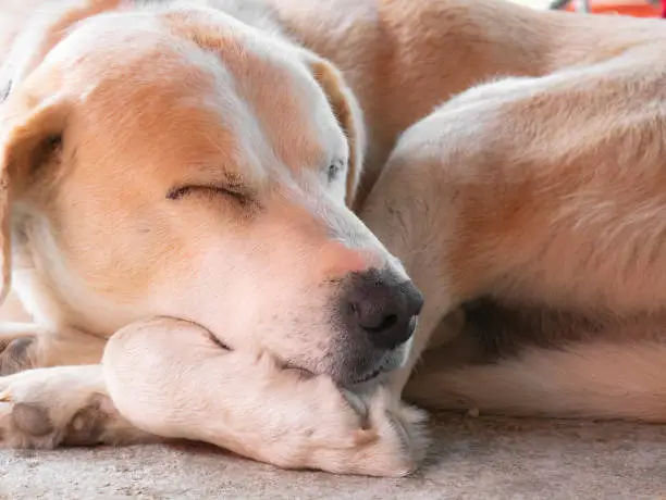 Close-up of a labrador breed dog sleeping on the ground with its head above its paws