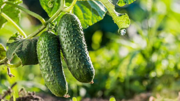 istock Two cucumbers ripen on a bed in the sun 1256828153
