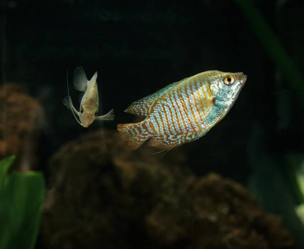 istock Dwarf Gourami, colisa lalia 1256828197