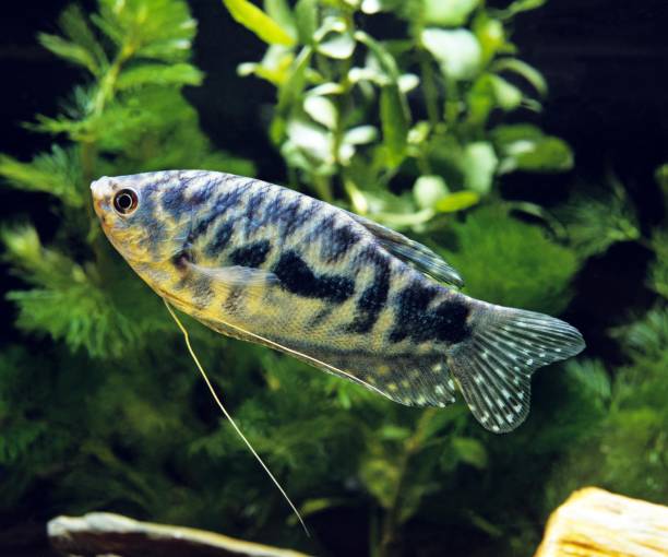 istock Blue Cosby Gourami, trichogaster trichopterus 1256828205