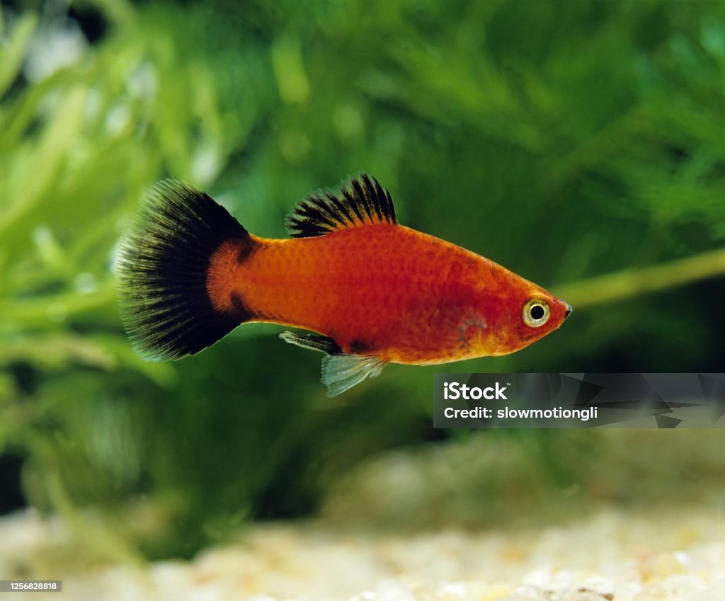 Wagtail Platy Fish, xiphophorus maculatus Fish Stock Photo