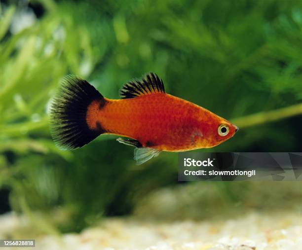 Wagtail Platy Fish Xiphophorus Maculatus Stock Photo - Download Image Now - Fish, Animal, Animal Wildlife