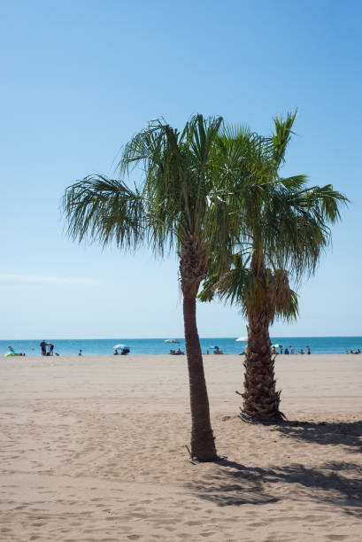 istock the palm trees on the beach in Valras 1256828838