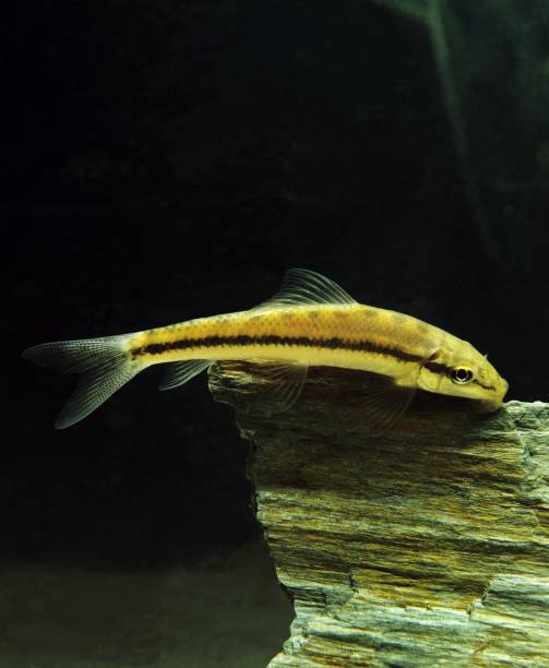 istock Siamese or Chinese Algae Eater, gyrinocheilus aymonieri 1256828934