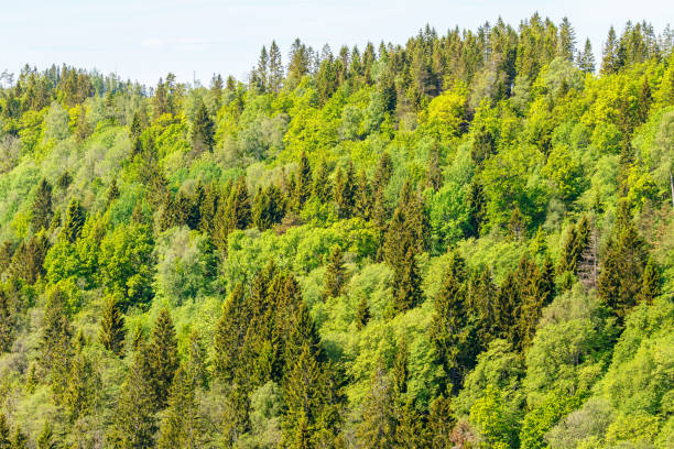 istock Lush forest on a mountain slope 1256828969