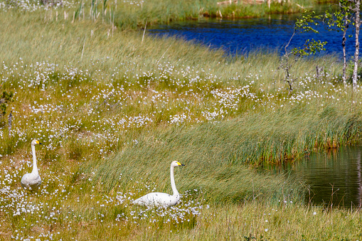 Whooper swans on a blossoming bog by a lake