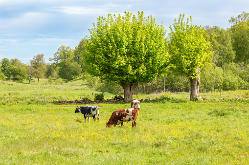 Dairy cows grazing in a meadow with pollard trees