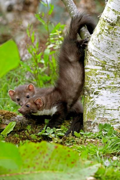 istock Young Stone Marten or Beech Marten, martes foina, Normandy 1256829101