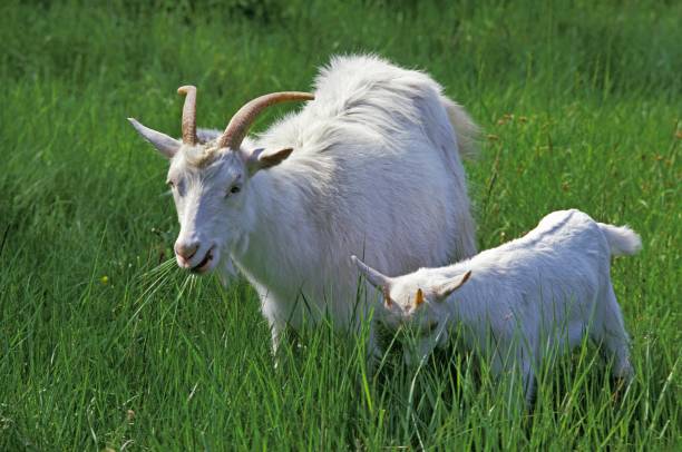 istock Appenzelle Goat, Mother and Young 1256829105
