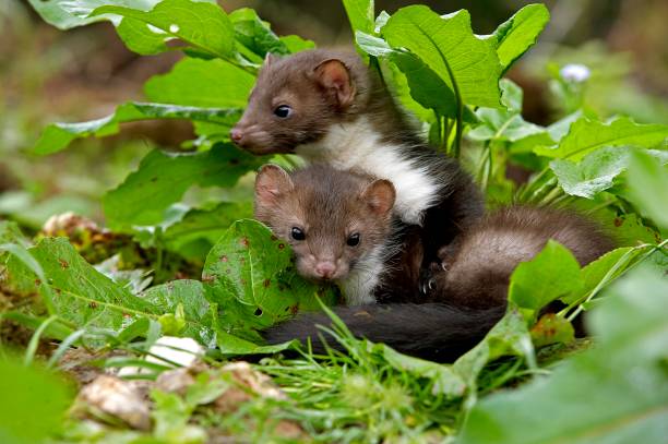 istock Young Stone Marten or Beech Marten, martes foina, Normandy 1256829110