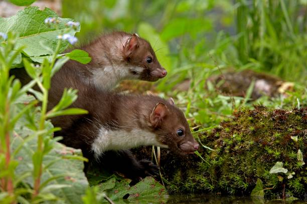 istock Young Stone Marten or Beech Marten, martes foina, Normandy 1256829122