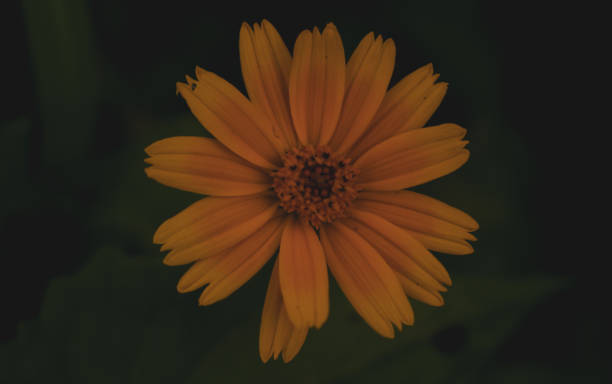 istock the face of the flower 1256829125