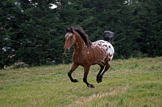 istock Appaloosa Horse Galloping 1256829193