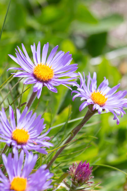 istock Aster of the Alps 1256829260