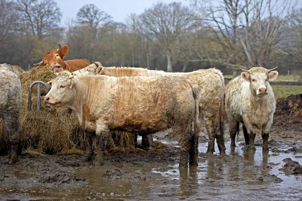 istock Charolais and Limousin Domestic Cattle in Normandy 1256829290