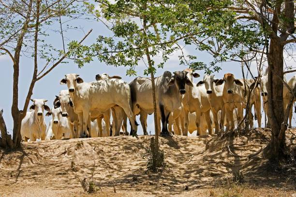 istock Domestic Cattle in Los Lianos, Venezuela 1256829305