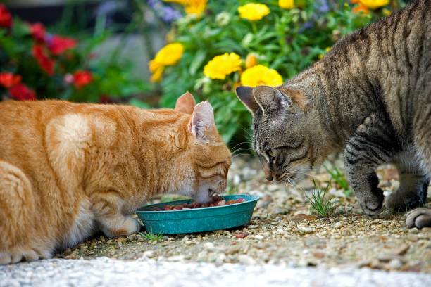 istock Red Tabby and Brown Tabby Domestic Cat Eating, Normandy 1256829326