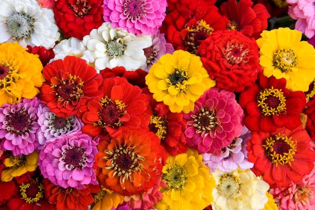 istock Flowers at Florist Shop, Normandy 1256829334