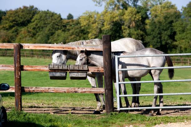 istock English Thoroughbred, Mare and Foal eating 1256829338