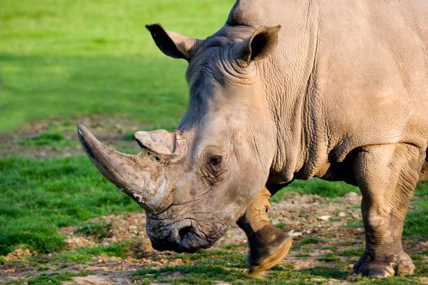 istock White Rhinoceros, ceratotherium simum 1256829354