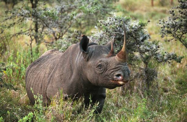 black rhinoceros, diceros bicornis, nakuru lake in kenya - bicornis imagens e fotografias de stock