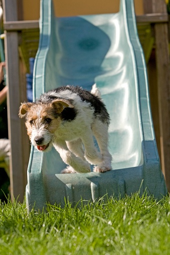 Wire-Haired Fox Terrier, Pup going Down the Slide