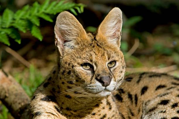 istock Portrait of Serval, leptailurus serval 1256831227