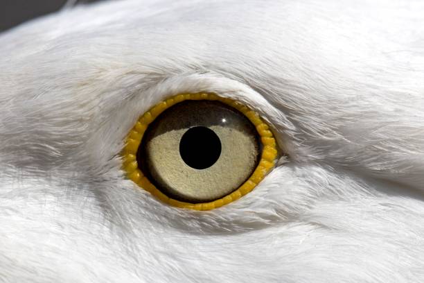 View from behind of a seagull overlooking the landscape