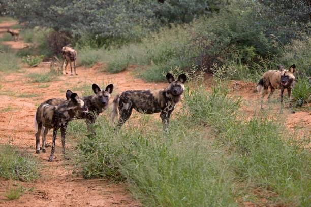 istock African Wild Dog, lycaon pictus, Namibia 1256831273