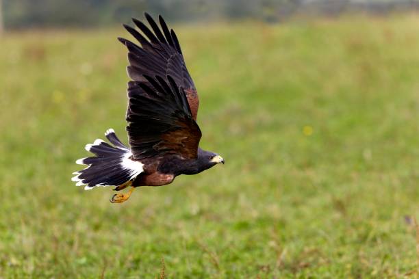 istock Harris Hawk, parabuteo unicinctus, in Flight 1256831282