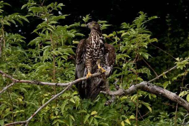 Honey Buzzard, pernis apivorus, Normandy