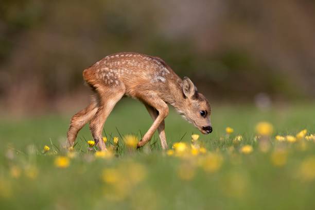 istock Roe Deer, capreolus capreolus, Fawn with Flowers, Normandy 1256831821
