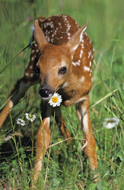 istock White-Tailed Deer, odocoileus virginianus, Fawn standing with Flowers 1256832013